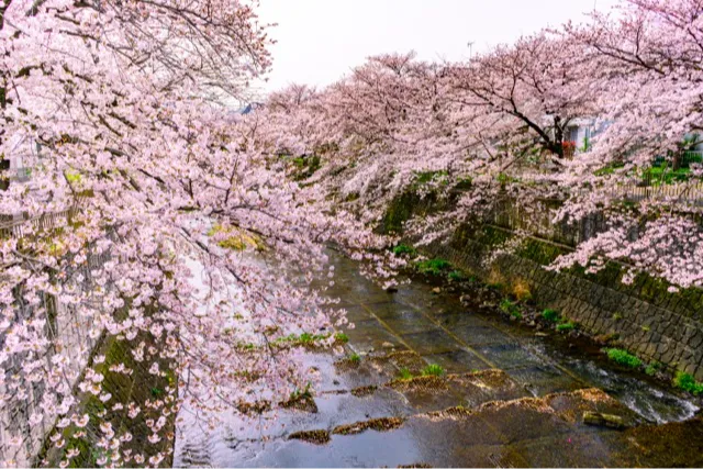 町田の桜スポット3選！2026年春、あなたが行くべきお花見はどこ？